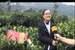 象窝茶 有机种植 广东电视卫视公共频道