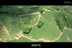 2015.11.17象窝茶园被评为“岭南最美茶园”